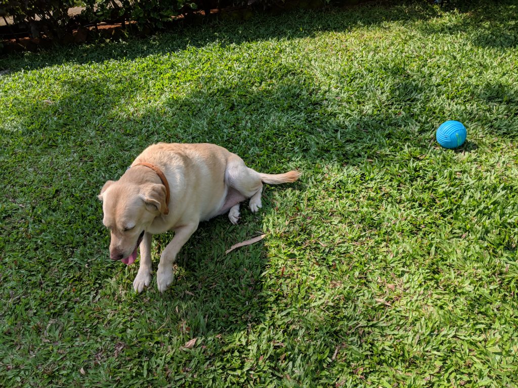 Best Pet Friendly Resorts Near Mumbai For Weekend Getaways Yuyiii