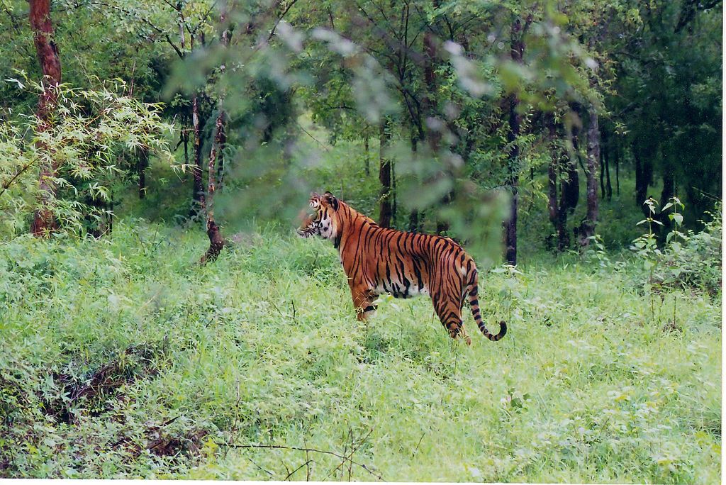 tiger inside Bhadra wildlife sanctuary for wildlife getaway near Bangalore within 300kms