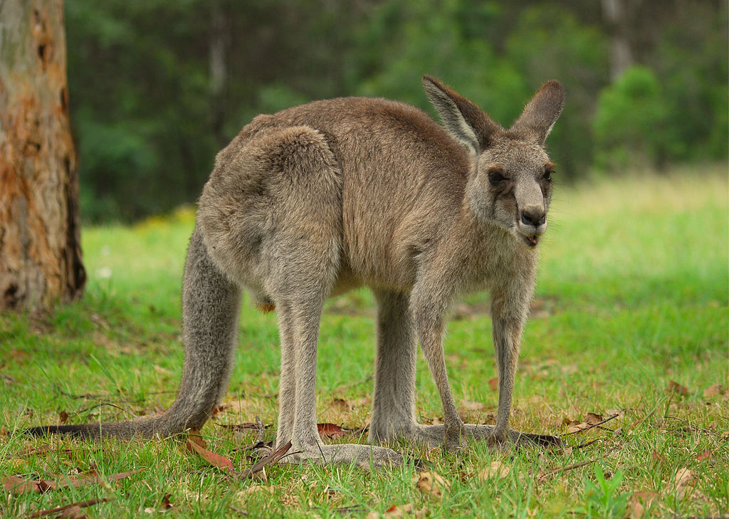 Kangaroo in Australia - Bill Bryson's Down Under is a must-read travel memoir based on Australia