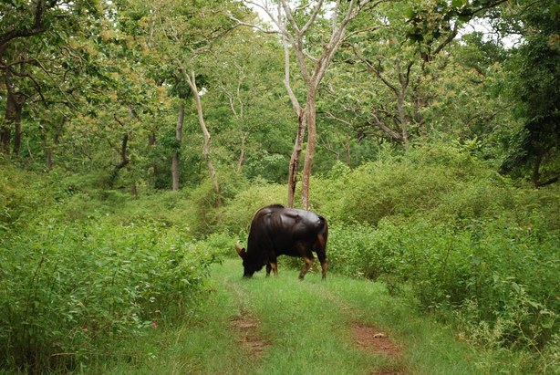 wildlife inside Bandipur National Park for getaway into the wild from Bangalore