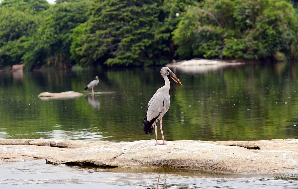 See Beautiful Birds in Ranganathittu Bird Sanctuary on your wildlife getaway