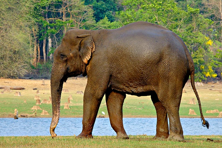 elephant at nagarahole national park near bangalore for a wildlife getaway