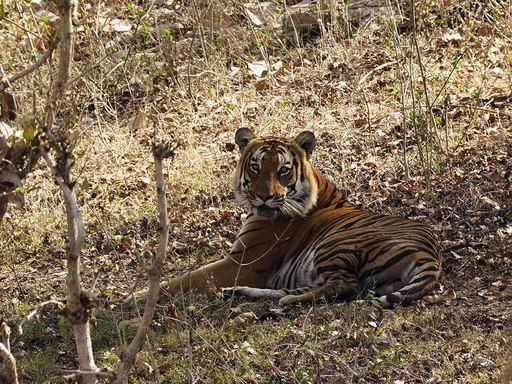 tiger inside Mudumalai National  and Toger Reserve - wildlife getaway near Bangalore