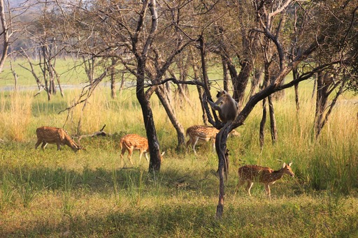 a hoard of deer - can be seen wildlife getaways near Bangalore