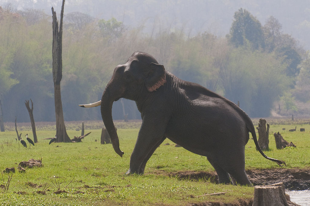 single tusk elephant at kabini forest for roadtrip from Bangalore