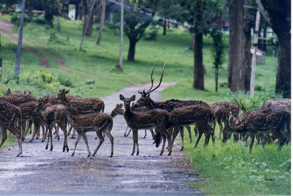 wildlife getaways near Bangalore