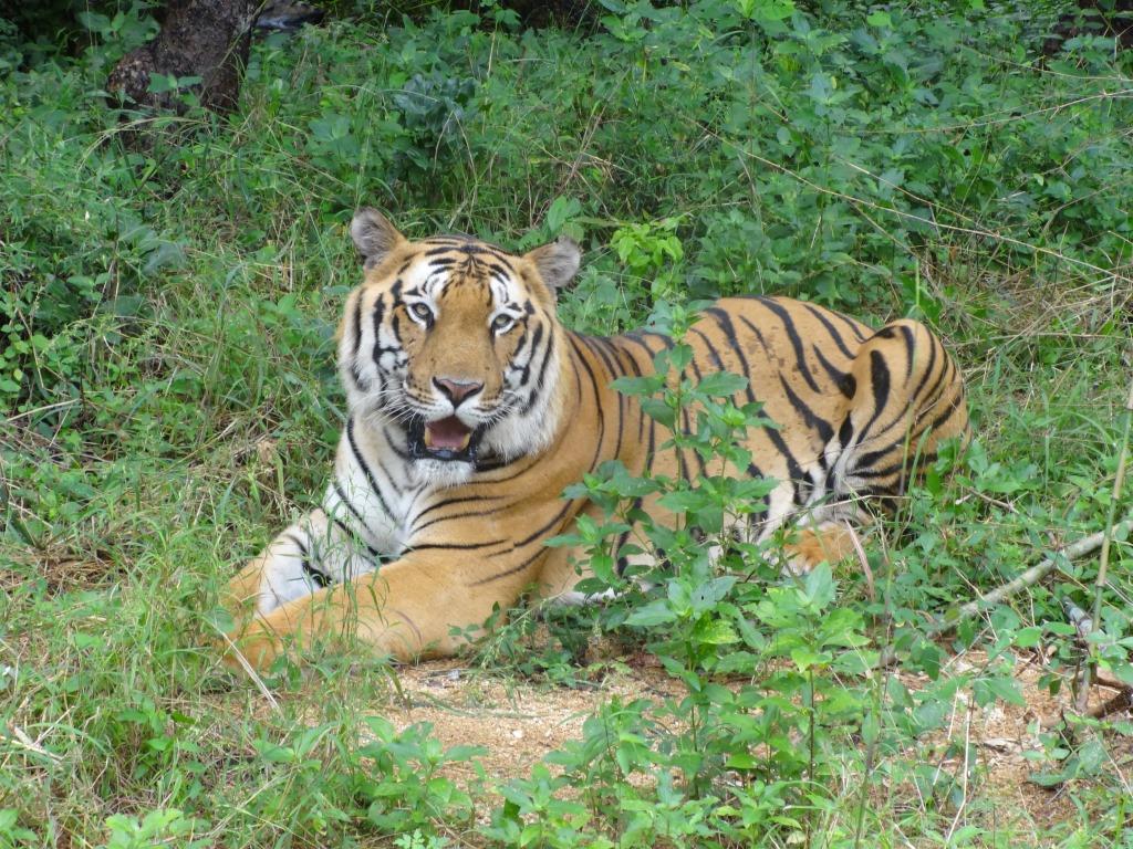 Best Things to Do in Bangalore