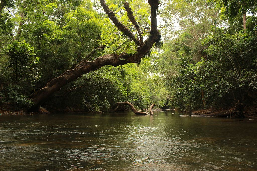 forested lands of Nisarga Dhama during monsoon