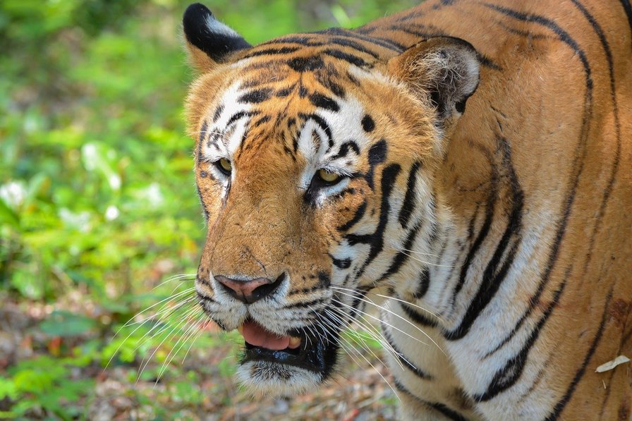 tiger in Bannerghatta National Park - must-do things in Bangalore
