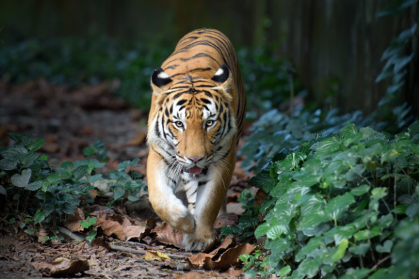 a tiger seen during safari in Karhandla, Nagpur