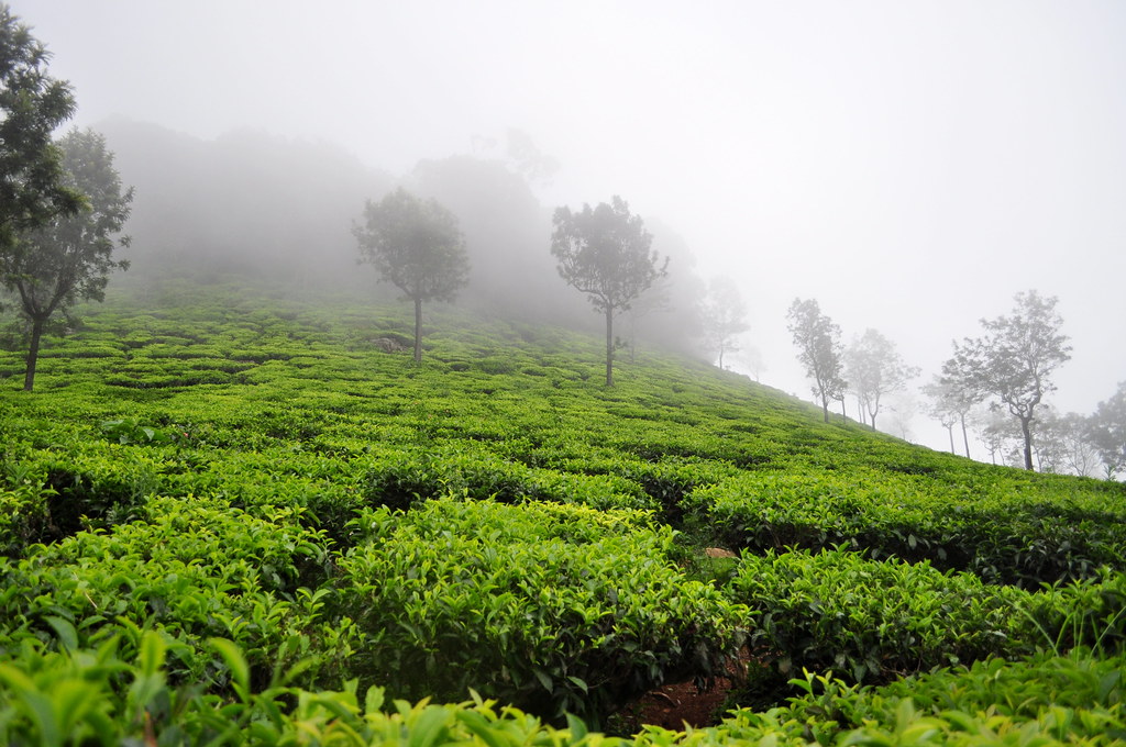 tea gardens in the hills of Ooty - one of the top places to visit in India
