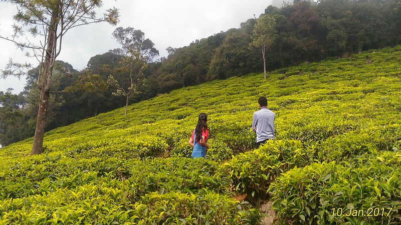 tea garden in coonoor - a weekend long drive from Bangalore