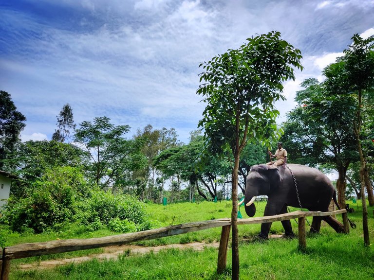 Dubare-Elephant-Camp-coorg