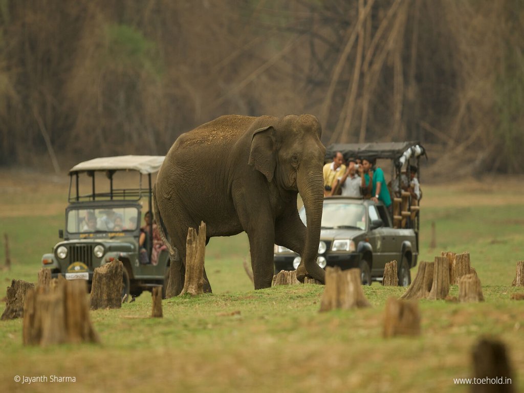 Wild elephant safaris await you at Kabini