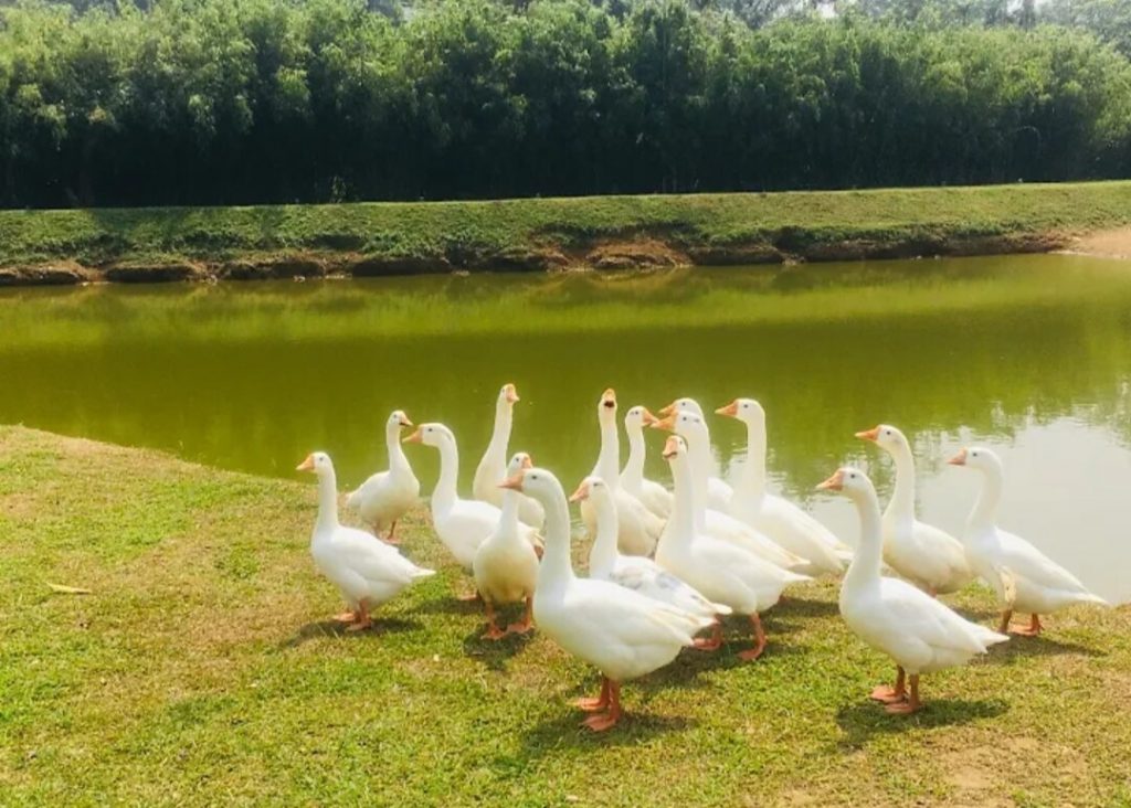 Resorts in Wayanad for family