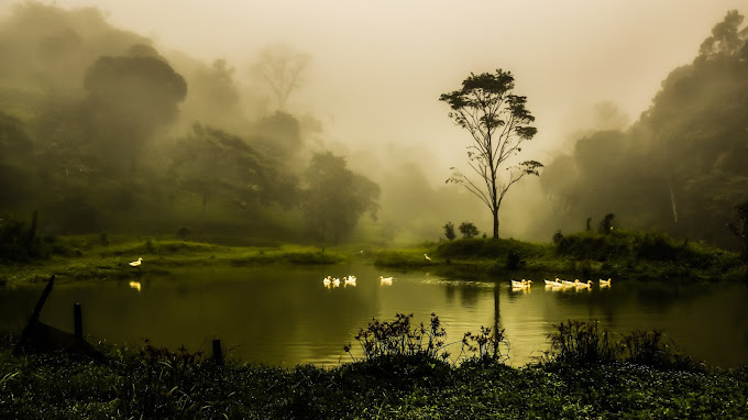 best resorts in coorg