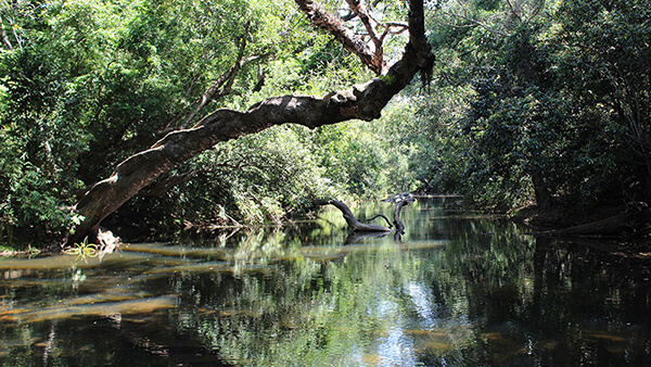 jungle resorts in nagarhole