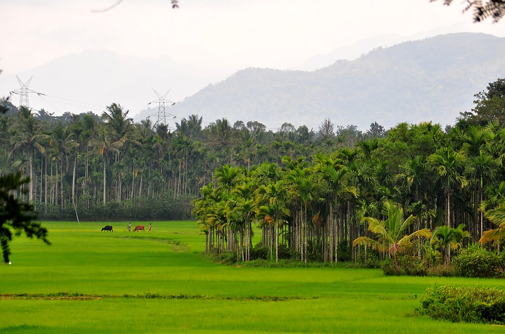 wayanad resorts with a private pool