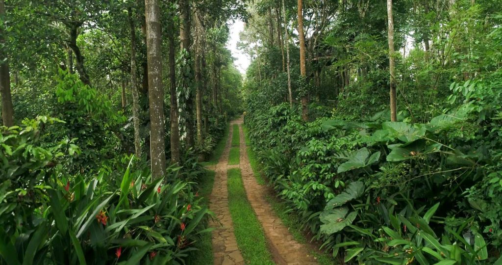 wayanad resorts with a private pool