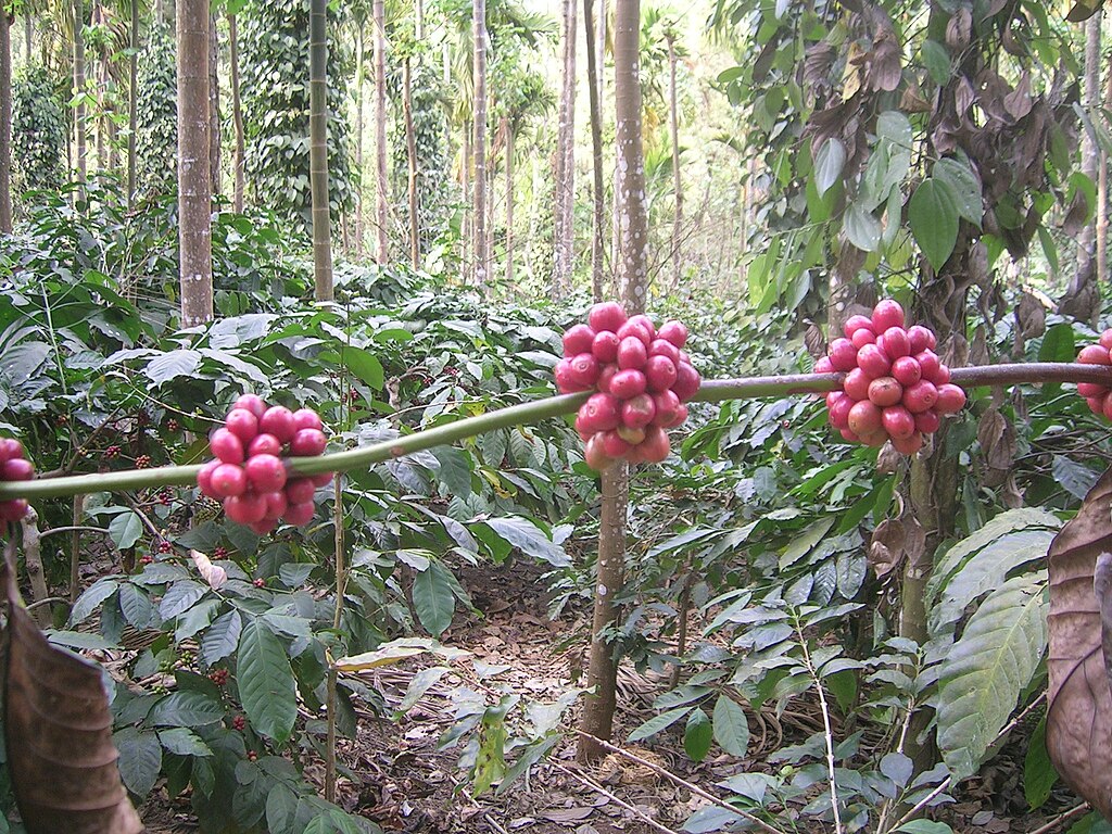 road trip from bangalore to chikmagalur