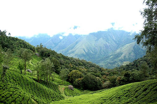 things to do in munnar