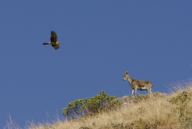 Eravikulam national forest Nilgiri tahr view