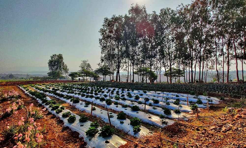 Farm Stay in Lonavala- Nature's Holistic Wellness Retreat