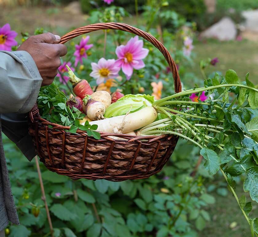 Staycation Near Delhi With Family-A Wellness Stay organic farming veggies 