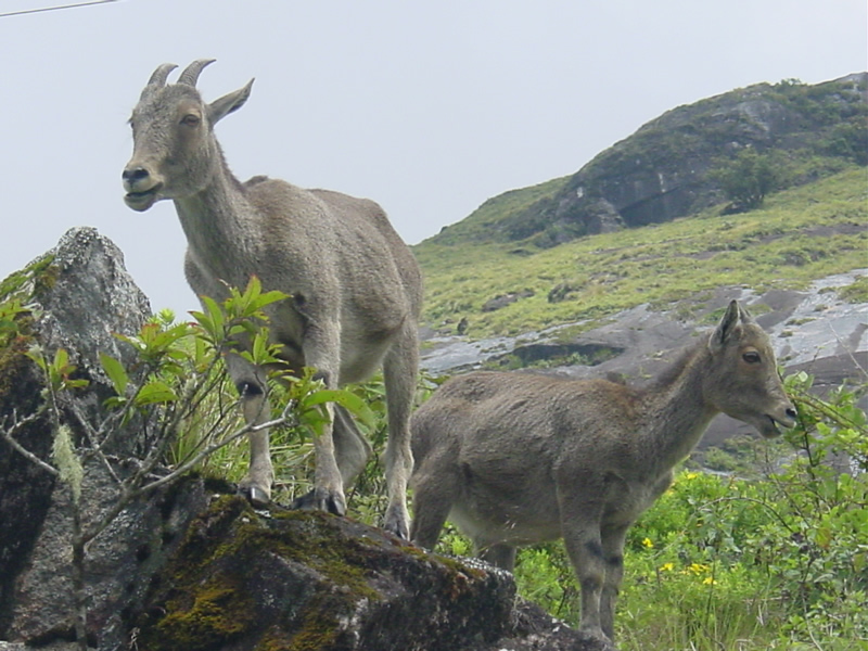 mukurthi national park