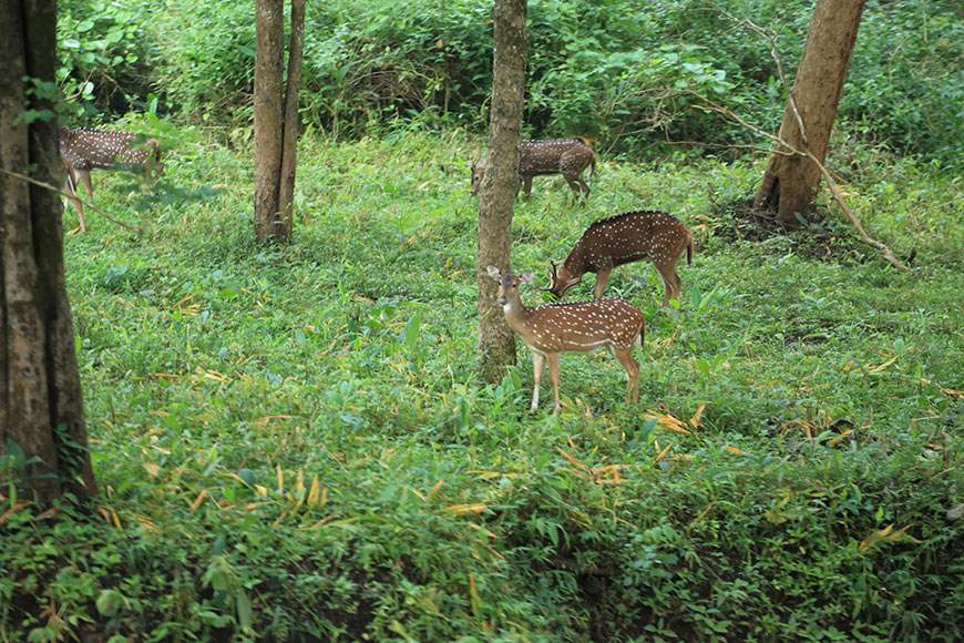 resorts in Wayanad for family summer getaway in 2025